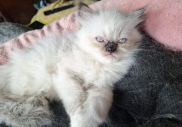 Himalayan -Persian Kittens for sale