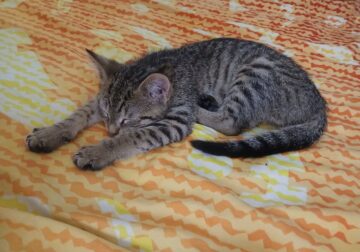 Have three kittens need to go to good home