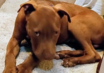 Rescue pup