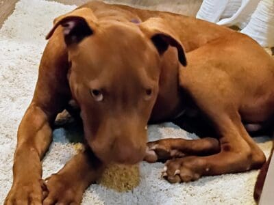 Rescue pup