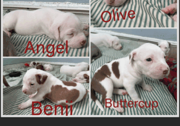 AM STAFF PUPS