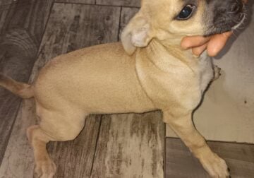 Female 1 month old #1
