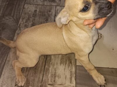 Female 1 month old #1