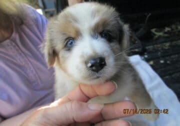 Blue merle male aussie