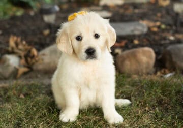 English Cream golden retriever female pup (Daisy)