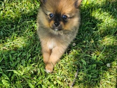 Pomeranian puppies