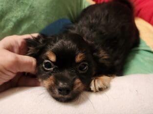 Shorkie boy 3