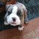 Blue Ribbon Generational Olde English Bulldogges