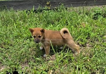 Shiba Inu Puppies