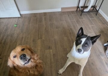 CKC Eligible Golden Retriever x Akita