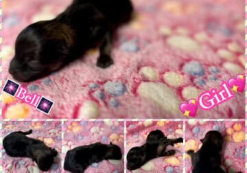 Pomeranian puppy Bell