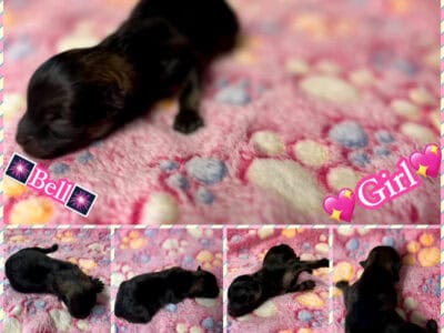 Pomeranian puppy Bell