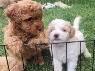 Bichpoo Puppies
