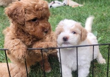 Bichpoo Puppies