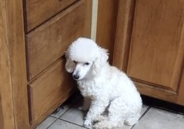 Bichonpoo males young adults