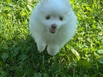Pomeranian puppies!