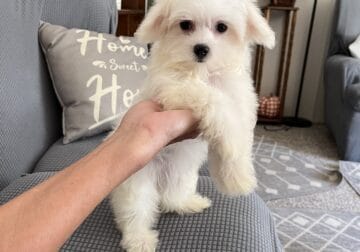Maltese Female For Sale