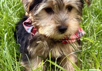 Yorkshire terrier