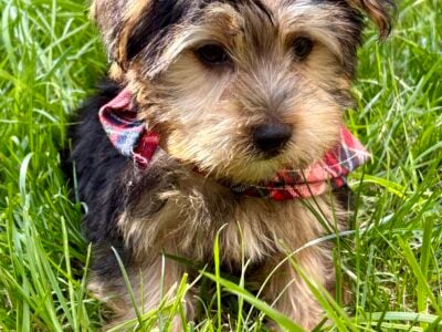 Yorkshire terrier