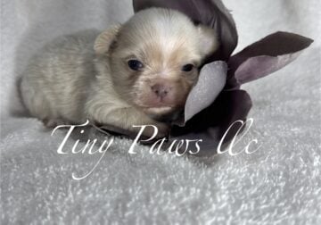 Chihuahua puppy male (Foster)