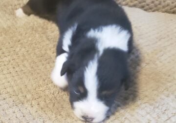 large mini/small standard Australian Shepherd