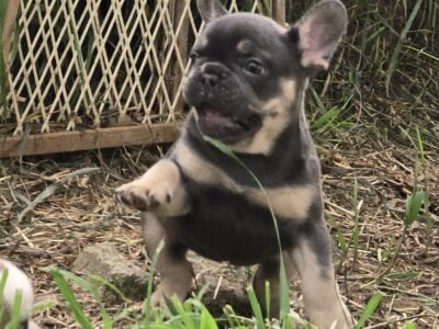 Frenchies