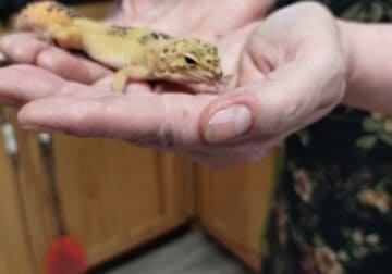 Female Leopard Gecko plus entire setup
