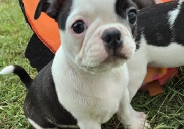 FRENCHTON PUPPY BORN 4.23