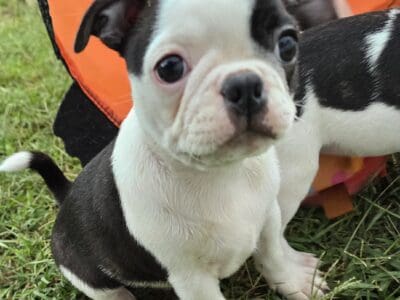 FRENCHTON PUPPY BORN 4.23