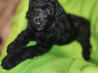 BLACK JACK
