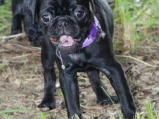 Penny