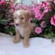 MINI AUSSIEDOODLE MALES