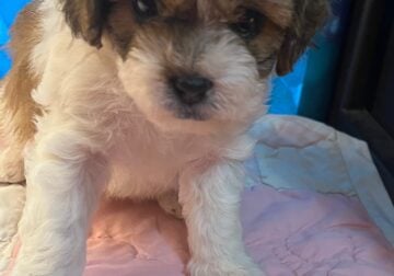 Windy – Shihpoo female