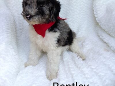 Bentley
