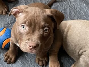 Classic/Xl Puppies