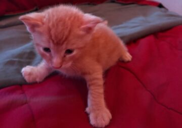 Orange Kitten