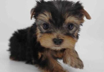 T-cup yorkie boy Dylan