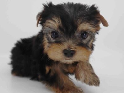 T-cup yorkie boy Dylan