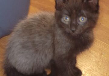 Kittens