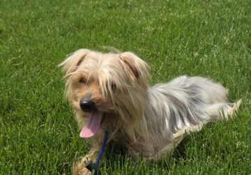 Akc 4 year old yorkie female