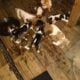 Litter of 8 basset hounds