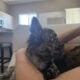 Long haired Frenchie