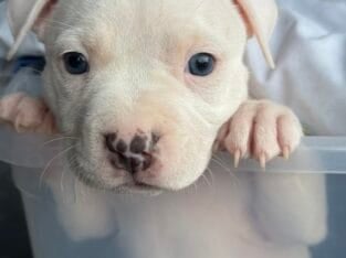 Pitbull puppy