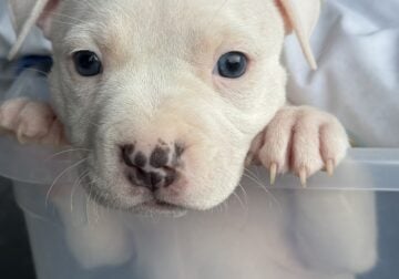 Pitbull puppy