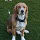 Purebred Beagle puppies – Male #1