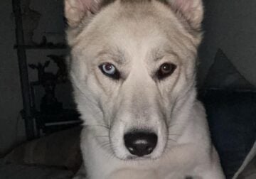 Free to a loving home