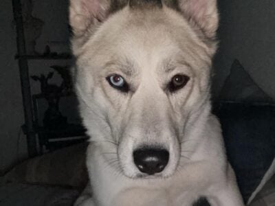 Free to a loving home
