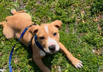 3-Month-Old Red Nose Pitbull Puppy – Neutered & Fr