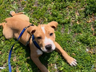 3-Month-Old Red Nose Pitbull Puppy – Neutered & Fr