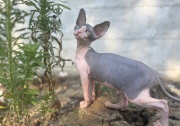Female Sphynx ready now